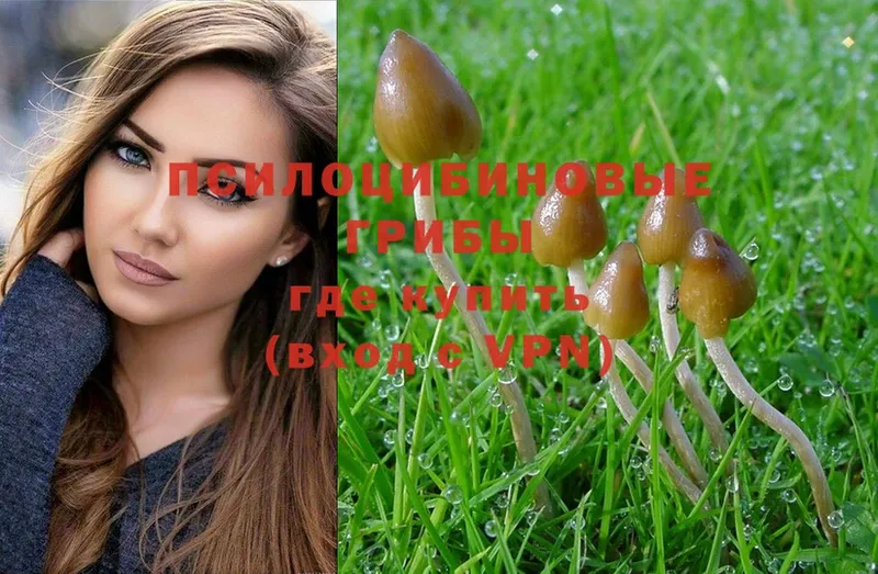 Галлюциногенные грибы Psilocybe  цены наркотик  Мурманск 